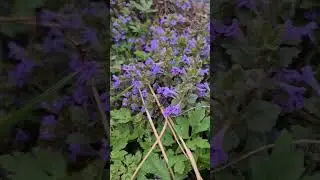 Wildbienen brauchen Unterkünfte & Nahrung 🌼 Gartenhelfer im Einsatz