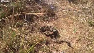 Out Walking I heard a faint rattle ,a tiny voice whispered, careful I am Death'
