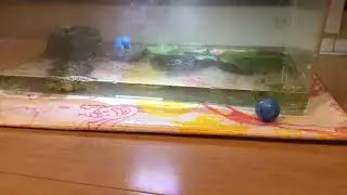 亀之助