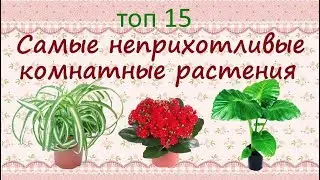The most unpretentious plants for the home//TOP15