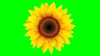 sunflower rotating Green screen copyright free