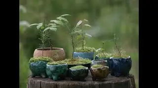 Мох и бонсай. Аня Чельцова для #орхидиумстрим