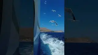Slow Motion Gulls in the Wake at Sea 