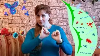 Как работает иммунитет? (Перевод РЖЯ)
