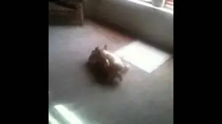 Doggy porn missionary position part three