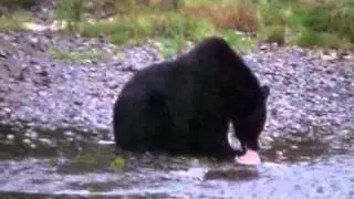 Bears in Stewart-Hyder