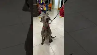 10 эмоций собак