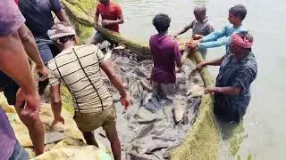 ameging fish catching🐋🐋🐋fishhunting 😱😱#fishing, #fishcaching, #fishhunting, #viralvedio