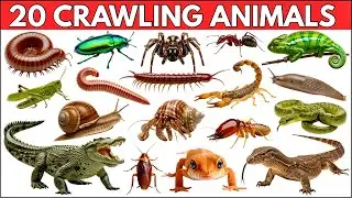 Reptiles and Crawling Animals for Kids | 20 Reptiles & Crawling Creatures With Sounds & Pictures