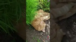 Спрятался