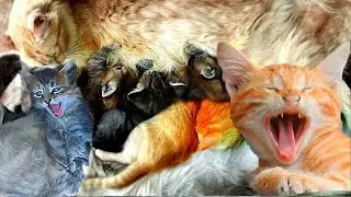 Koshlandia Kittens with their mothers Три кошки с котятами  и ЛУЛА