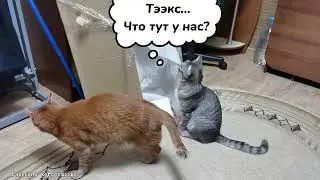 Это и коробкой то не назовёшь, но развлекуха этим двоим обеспечена