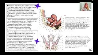 Топографическая анатомия таза