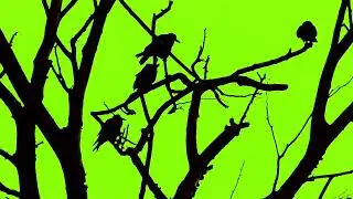 Horror crows on the tree branches green screen video footage