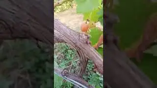 Виноград Роза красная, Белоснежка и др. на 28.07.2024. https://t.me/vladkovalef