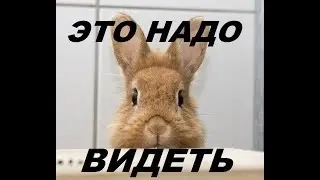 Часть 2 Жесть! Неожиданное открытие! Любовные игры двух самцов. Кролиководство