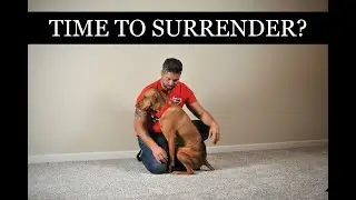 Do We Have To Surrender Our Dog?