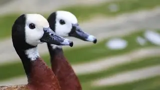 Waterfowl Conservation in Trinidad