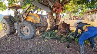 O PIOR ACONTECEU COM A VACA NEGUINHA. É agora meu Deus, meu bezerro ficou órfão.