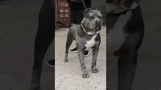 Super Cute Merle XL Bully Pup - BullyOwners.Com