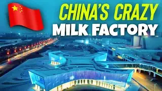 This Milk factory in China is not what I expected!