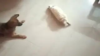 dog seeing rabbit for the first time ! funny reaction capsy the real star #shorts
