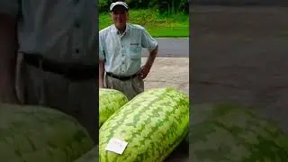 Сколько Весит Самый большой арбуз в мире? 