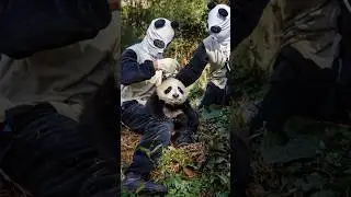 Зачем китайцы мажут себя мочой панд? 😱