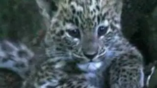 Persian Leopards Video