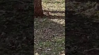 У нас во дворе живет белочка.