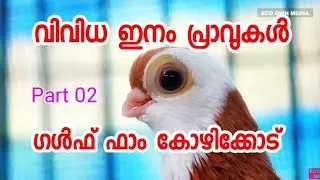 വിവിധ ഇനം പ്രാവുകൾ [ECO OWN MEDIA] verity's of pigeon Malayalam 2018
