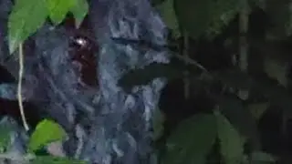 TEROR NENEK MISTERIUS || KERANDA TERBANG ( LAMPOR )