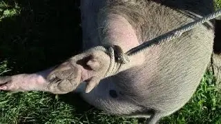 How to tie a piglet's leg // Securing a pig for veterinary procedures