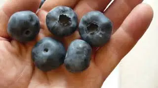 голубика Чандлер первый сбор урожая. Blueberry chandler first harvest.