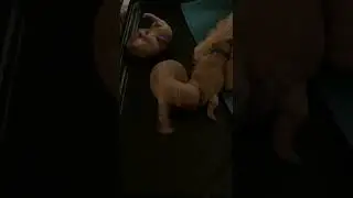 Poodle puppies Day 1