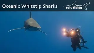 Adrift with Oceanic Whitetips