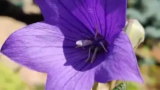 OnePlus 7 Pro: camera demo (4K, 60 FPS)