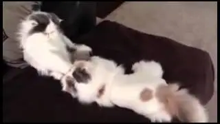 ПРИКОЛЬНЫЕ МОМЕНТЫ КОШКА МАМА И ЕЕ ДОЧЬ!!1 !!81
