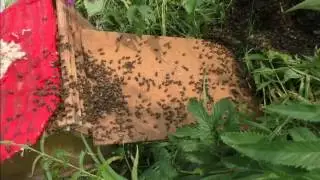 Как снять рой с травы