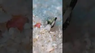 UNIK hewan laut ini mirip pikachu