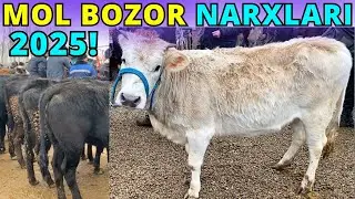 2025 MOL BOZOR BUZOQ NARXLARI | SOTILGAN MOLLARNI KO'RSATDIK! SHAHRIXON