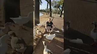 Гусиный заповедник и мои приключения🪿