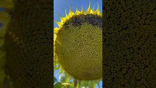 Теплые денечки🌻🌞
