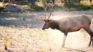 Elk Rut