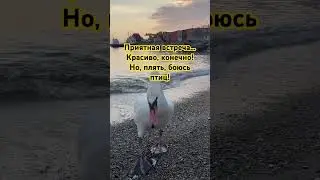 ЛЕБЕДЬ. БОЯЗНЬ ПТИЦ. КРАСИВЫЙ ЛЕБЕДЬ. КРАСИВЫЙ КОНЕЧНО
