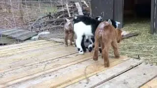 Nigerian Dwarf baby goats 2 days old (quads)