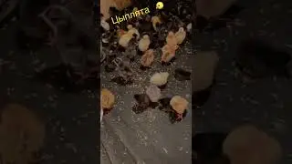 Плимутрок и Голошейки #плимутрок #голошейка