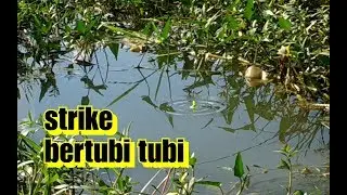 Sarang ikan nila : Spot nila paling joss yang pernah aku temui