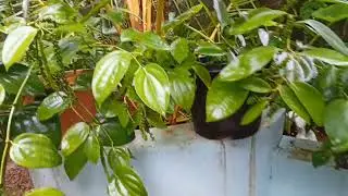 നല്ലയിനം കുറ്റികുരുമുളക് തൈകൾക്ക് Mob  7012853532 Bush pepper saplings for sale
