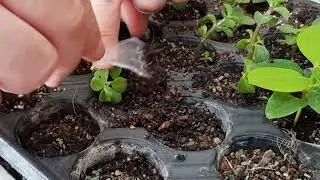 Bonsai'de Çelikle Üretim Tekniği  